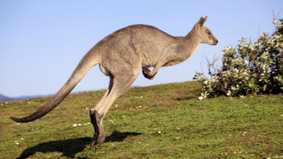 Kangaroo attacks two women in Australia