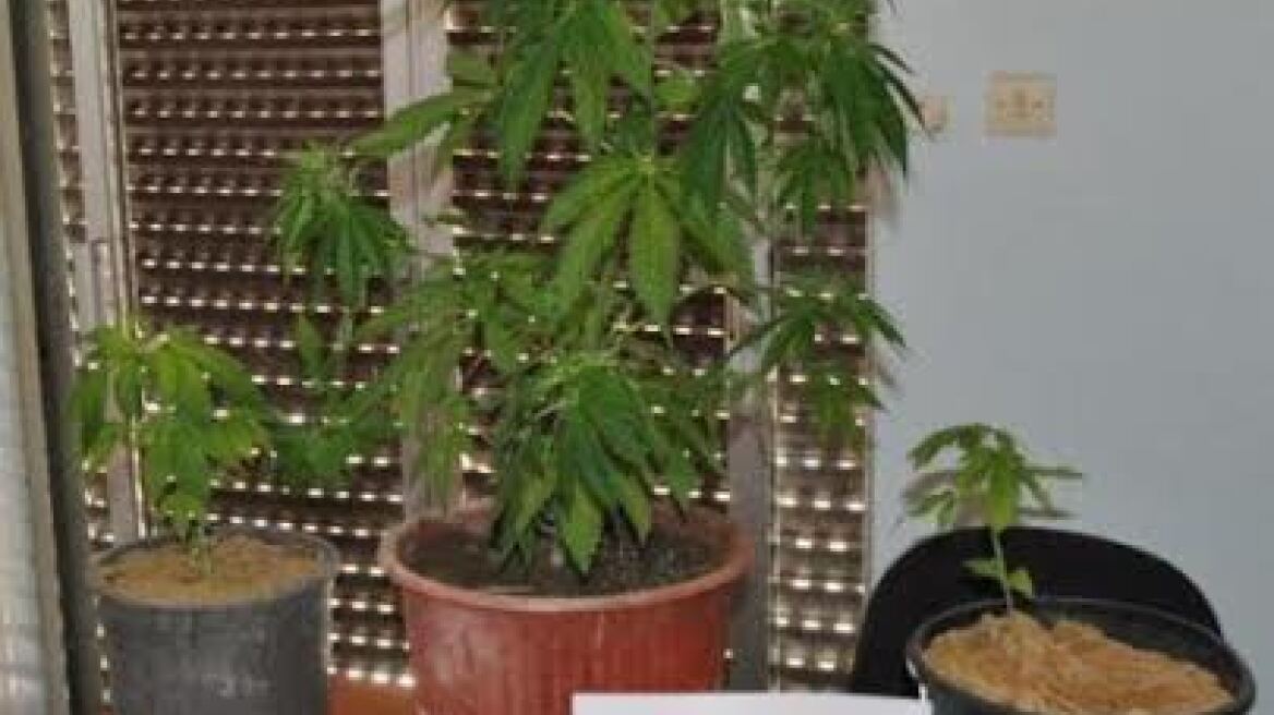 Ηλεία: Σπάθα και κροτίδες δίπλα στα χασισόδεντρα