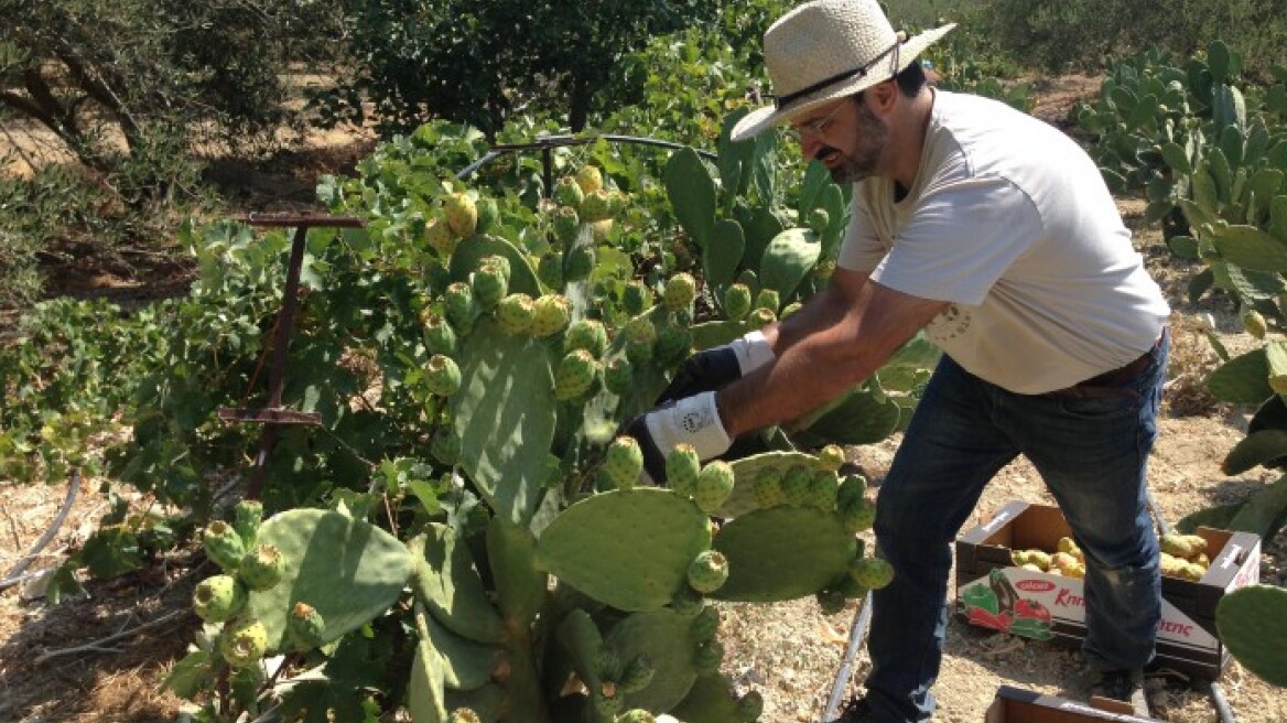 Μετά την κρητική ρακή έρχεται η κρητική «τεκίλα»!