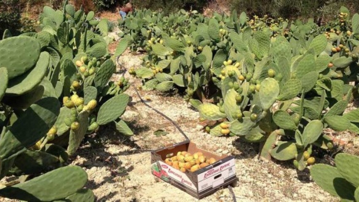 The Cretan tequila is ready to conquer the Greek market