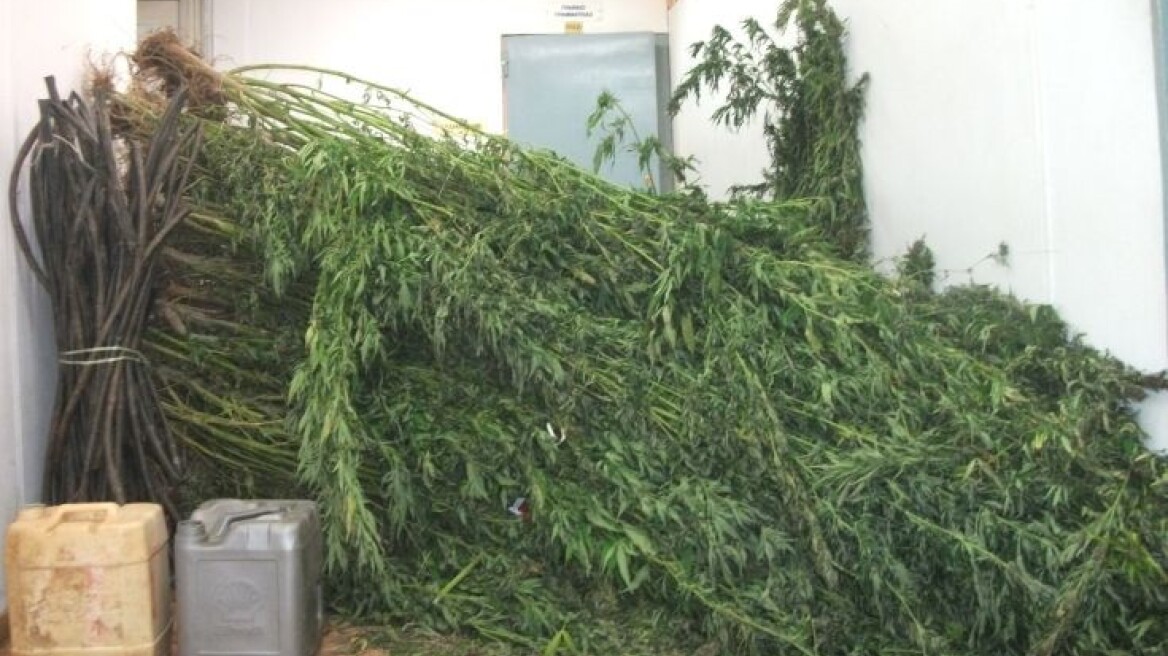 Ηράκλειο: Ανήλικος Πακιστανός καλλιεργούσε χασισόδεντρα