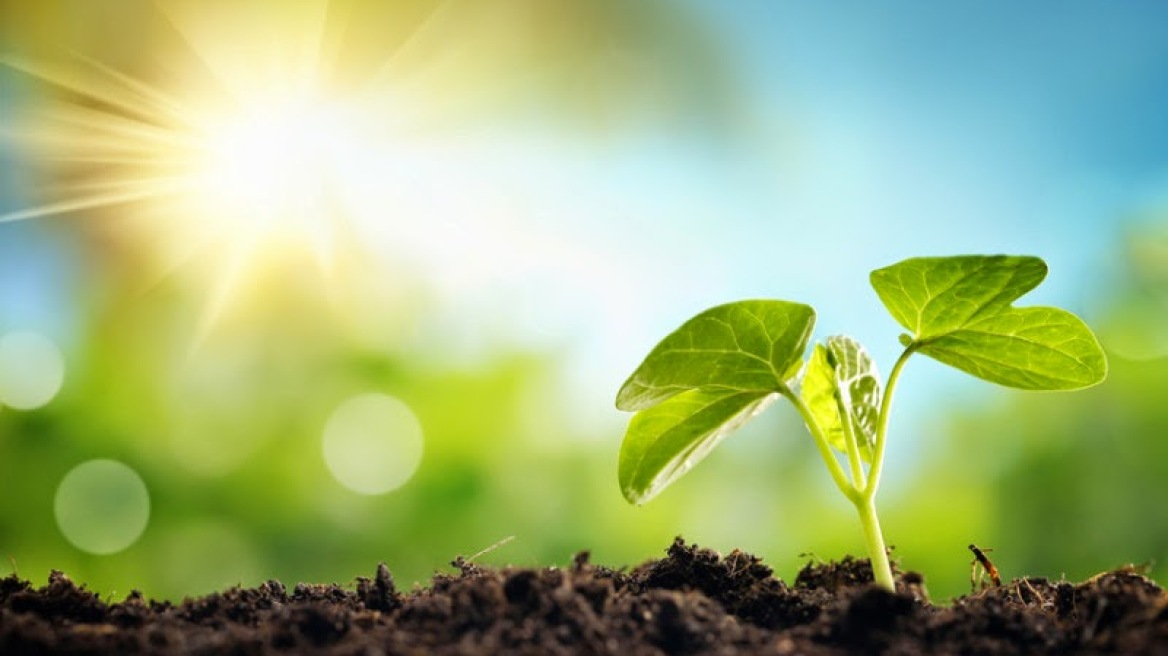 Βιονικό φύλλο μετατρέπει το φως του ήλιου σε «καθαρά» υγρά καύσιμα!