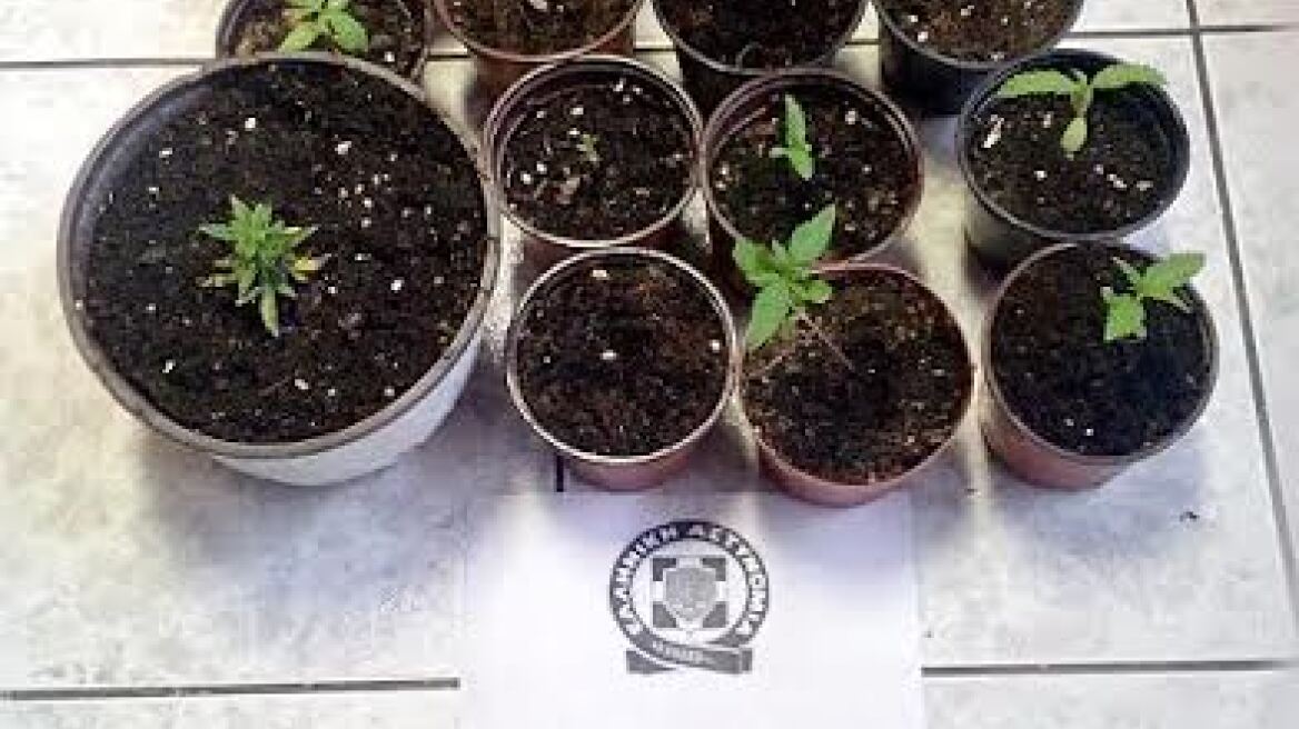 Συλλήψεις για μίνι χασισοφυτείες σε Χαλκιδική και Πιερία