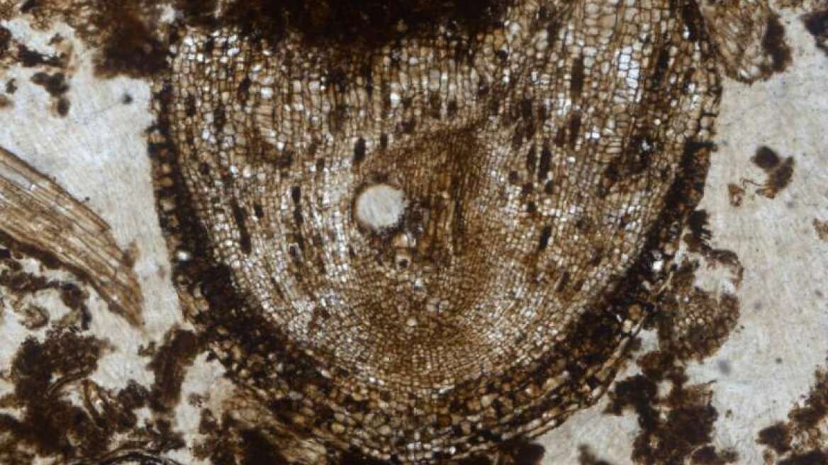 Scientists find oldest stem cells in 320 million-year-old tree fossil