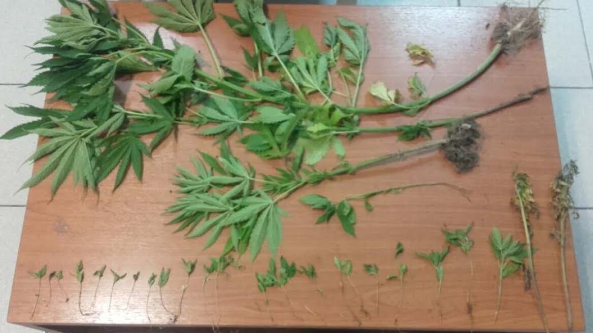 Χασισοφυτεία με 30 δενδρύλλια σε αυλή στην Κατερίνη