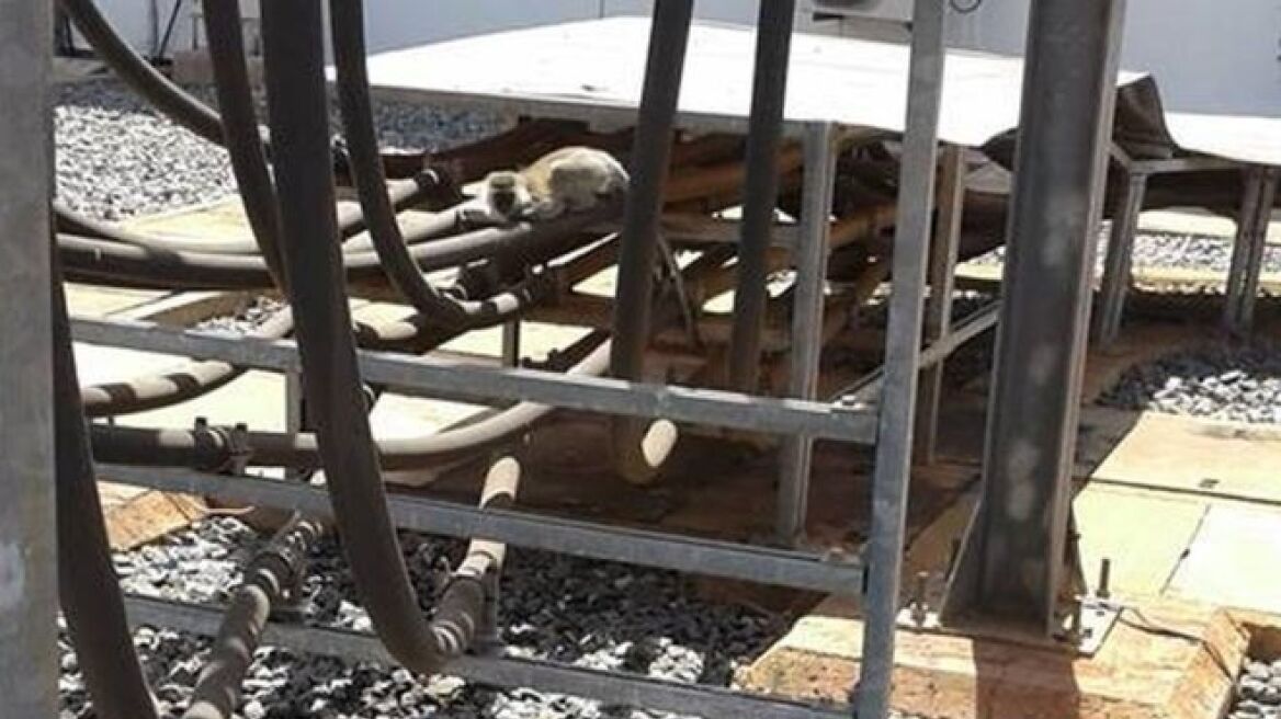 Μία μαϊμού βύθισε στο σκοτάδι ολόκληρη την Κένυα!