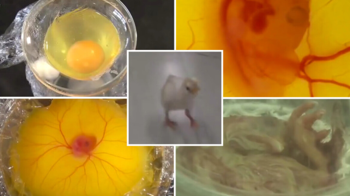 Βίντεο: Ιάπωνες μαθητές δημιούργησαν κοτοπουλάκι από αβγό... χωρίς τσόφλι