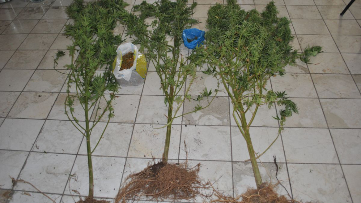 Καλλιεργούσαν χασισόδεντρα στο δάσος της Στυλίδας