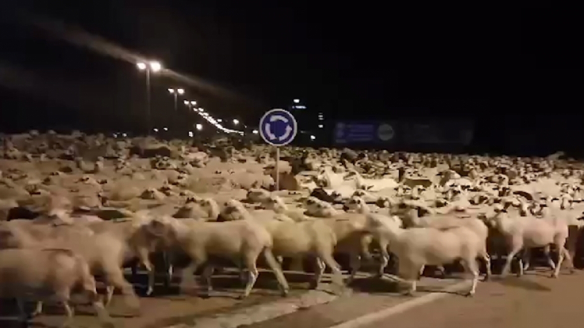 Ισπανία: 1.300 πρόβατα δραπέτευσαν όταν ο βοσκός... αποκοιμήθηκε