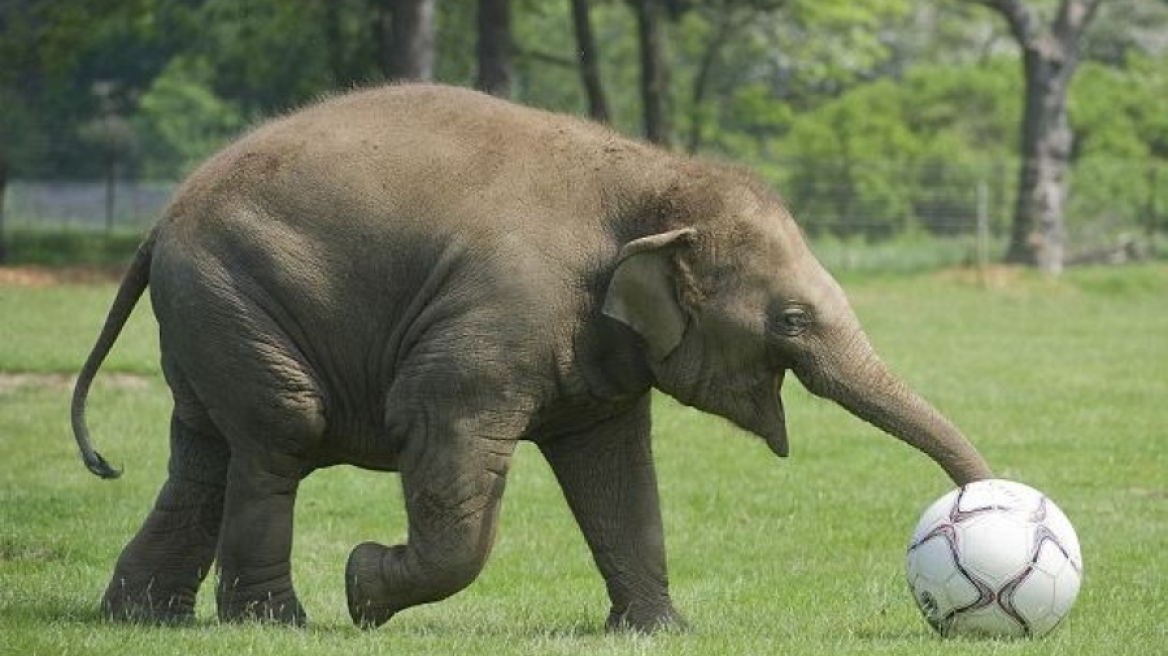 Αυτός ο ελέφαντας είναι έτοιμος για το Euro! (ΒΙΝΤΕΟ)