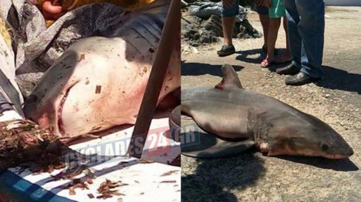 A white shark caught in Syros island