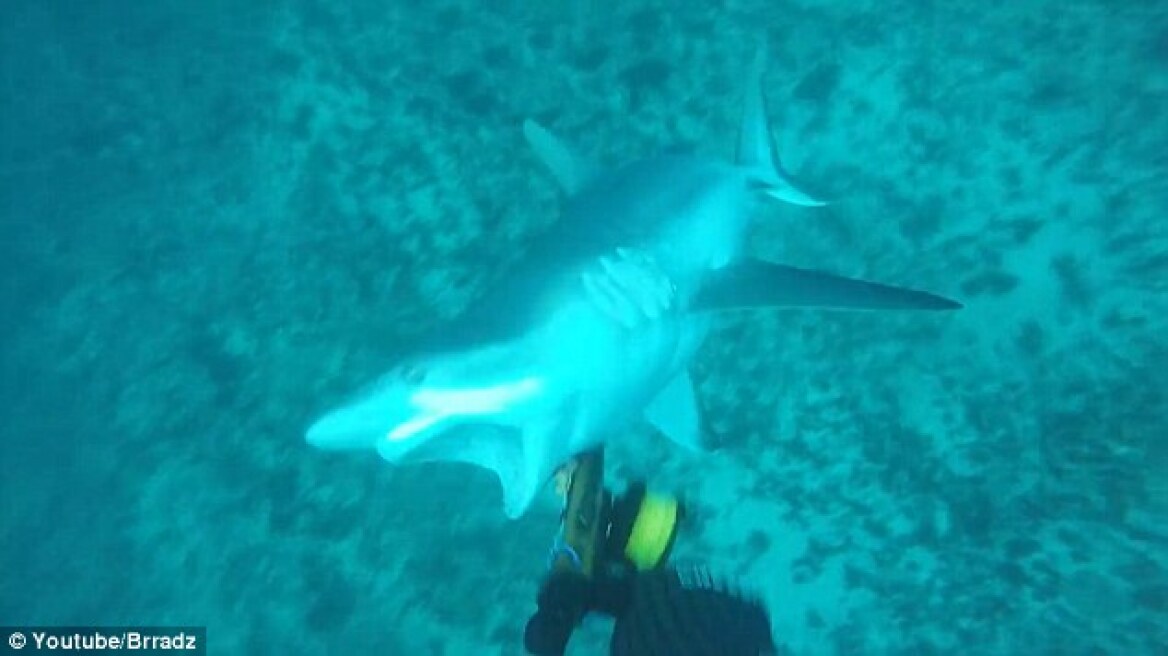 Terrifying footage shows the moment a shark attacks a spearfisher