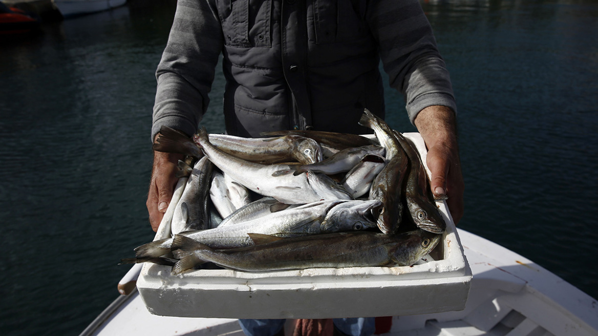 Εδώ τα φρέσκα ψάρια!
