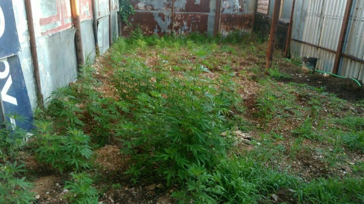 Κιλκίς: Δυο συλλήψεις για χασισοφυτεία με 362 δενδρύλλια