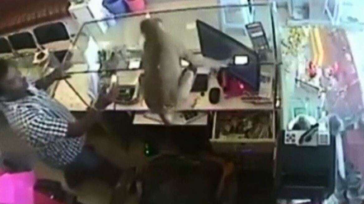 Βίντεο: Μαϊμού ληστεύει κοσμηματοπωλείο στην Ινδία!