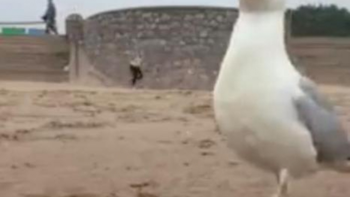 Γλάρος «κλέβει» iPhone και το βάζει στα πόδια (ΒΙΝΤΕΟ)