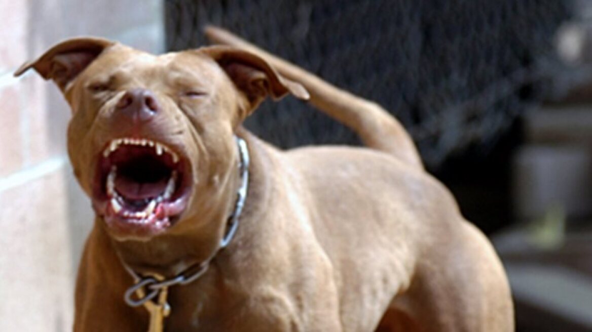 Πάτρα: Πίτμπουλ ξέφυγε από 15χρονο και δάγκωσε 11χρονη 