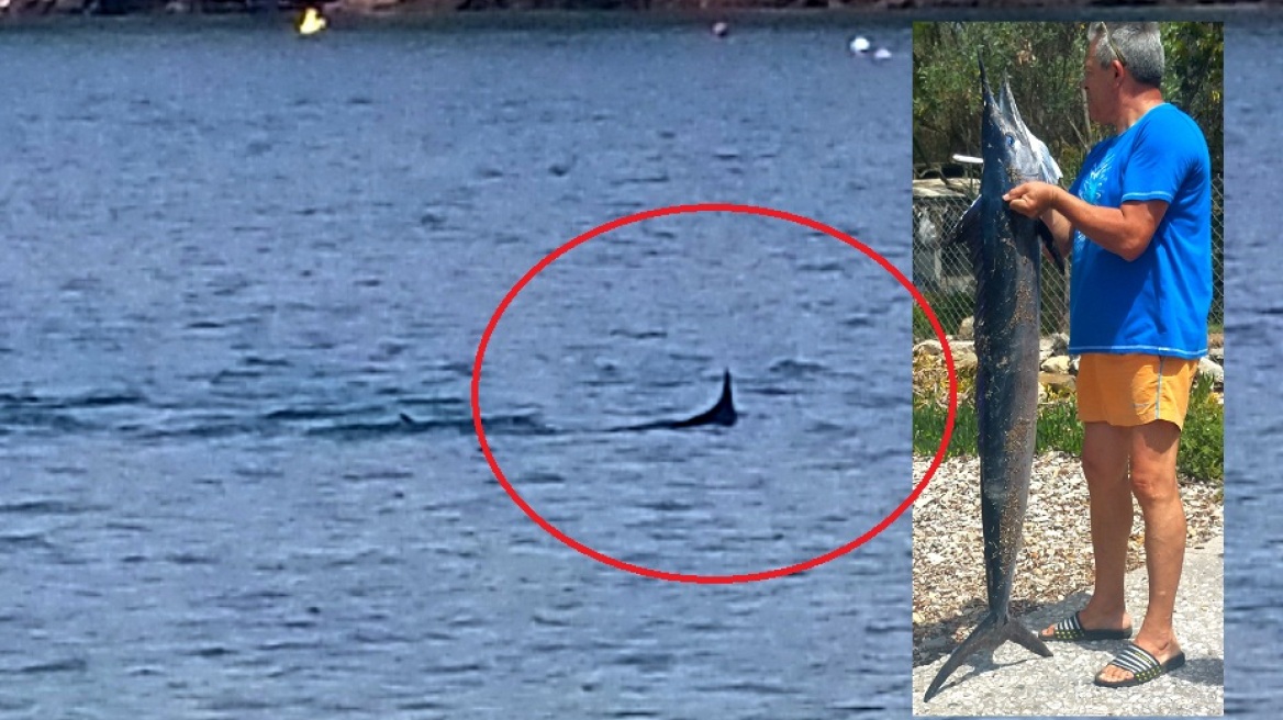 Ξιφίας σκόρπισε πανικό σε παραλία του Βόλου