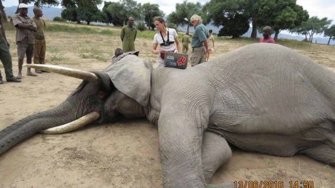 Footage shows elephant seeking help after being shot