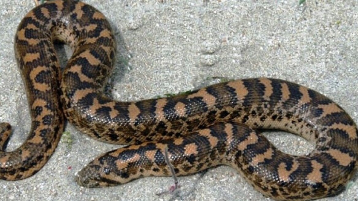 Τους έζωσαν τα... φίδια σε Ηλεία και Αχαΐα!