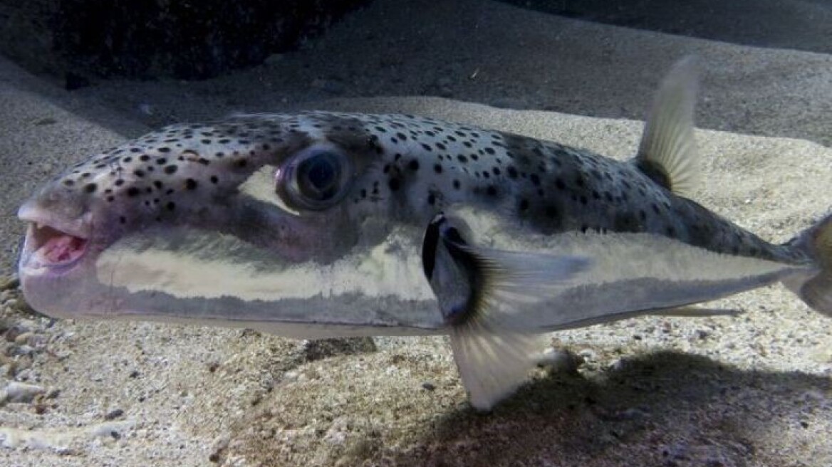 Σκορπούν τον τρόμο στους λουόμενους στην Κρήτη οι λαγοκέφαλοι