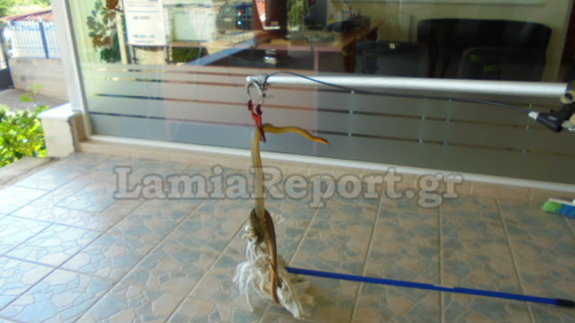 Λαμία: Φίδι «έκοβε» βόλτες μέσα σε γραφείο!