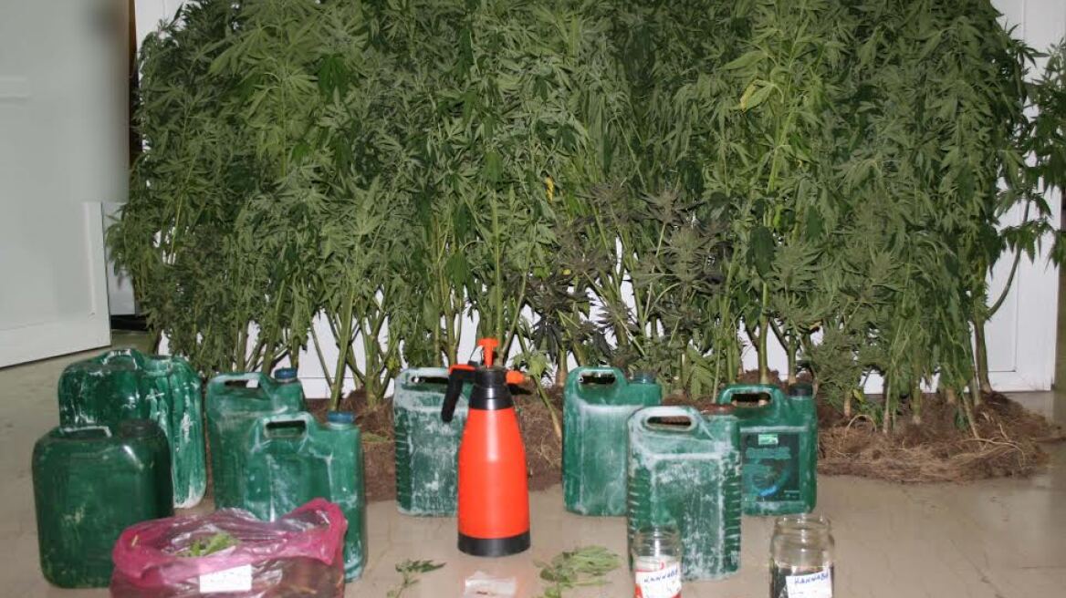 Χασισοφυτεία τεσσάρων επιπέδων στην Πέλλα!