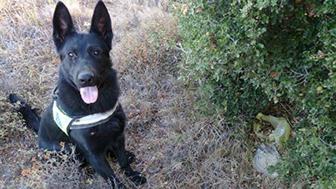 Εκπαιδευμένοι σκύλοι ξετρύπωσαν φόλες στην Κρήτη