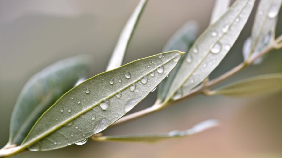 Researchers completely decode olive genome