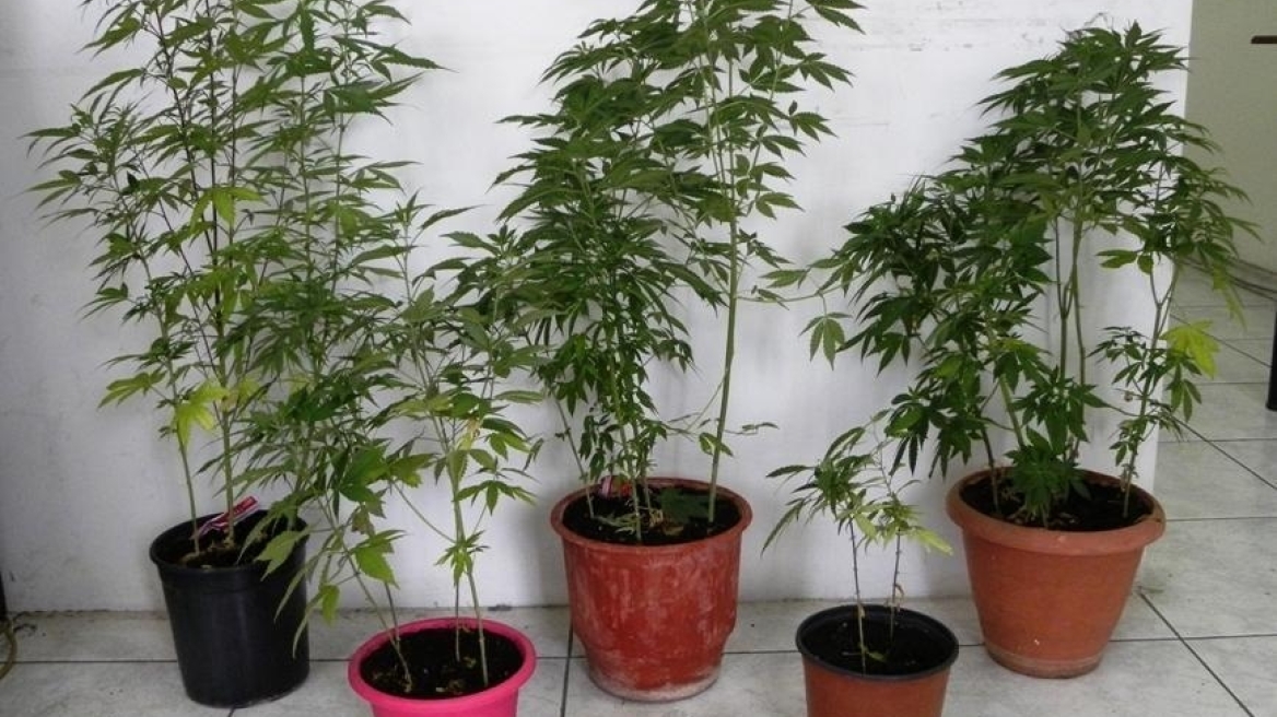 Καρδίτσα: Συνελήφθη 46χρονος για καλλιέργεια κάνναβης