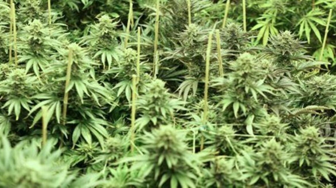 Καλαμάτα: Συνελήφθη 52χρονος για καλλιέργεια χασίς