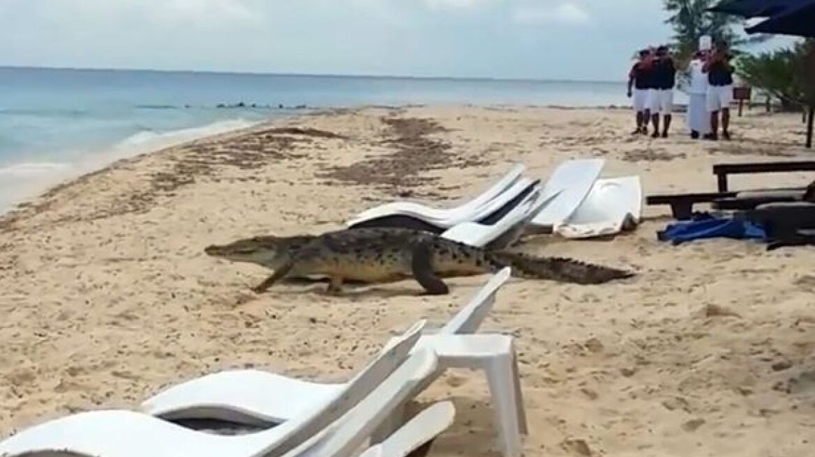 Βίντεο: Κροκόδειλος περπατά σε παραλία ανάμεσα στους τουρίστες!