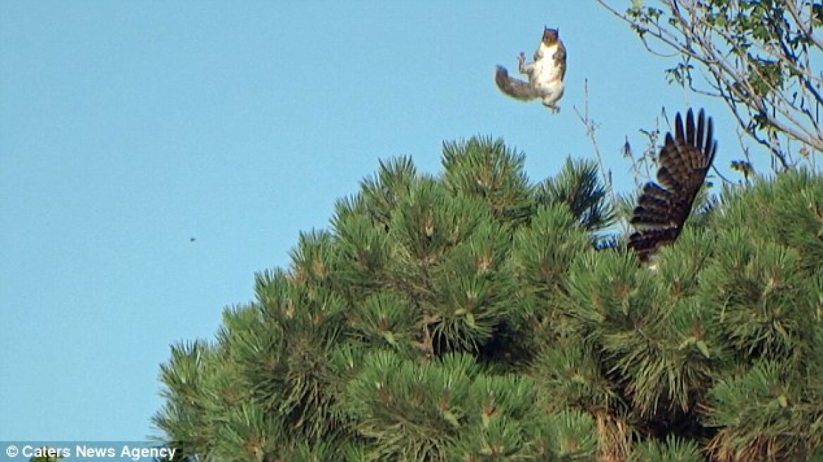 Βίντεο: Δείτε πώς ξέφυγε ένας σκίουρος «νίντζα» από τα νύχια ενός γερακιού
