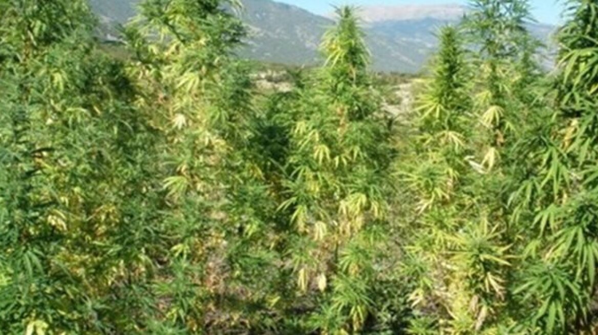 Εκτός από τις χασισοφυτείες, είχαν και ναρκωτικά χάπια