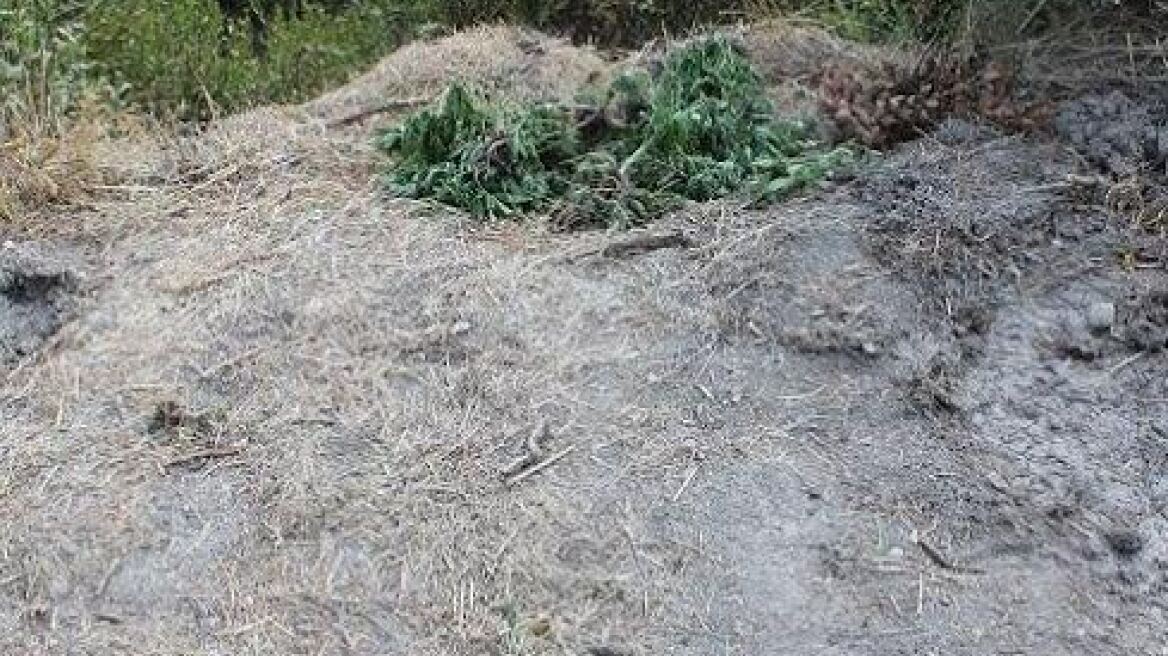 Λουτράκι: Εντοπίστηκαν 865 δενδρύλλια κάνναβης σε δύο φυτείες