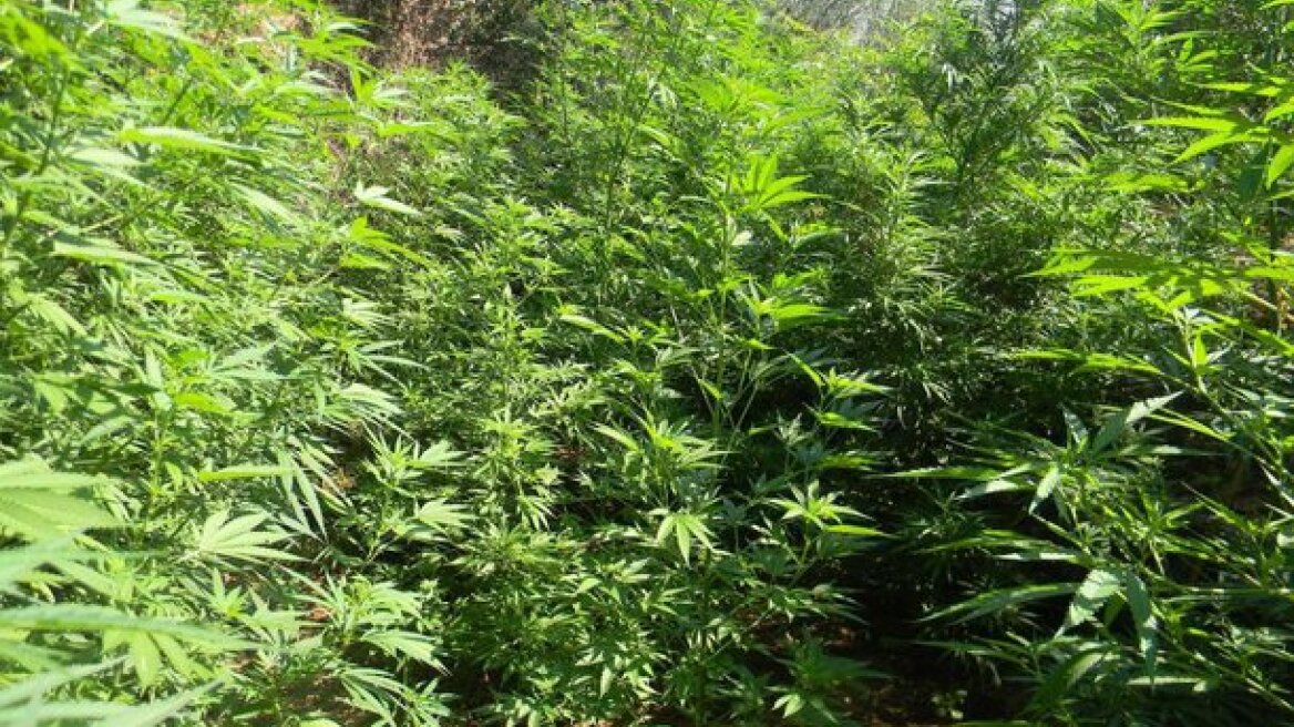 Ρέθυμνο: Χασισοφυτεία με 400 δενδρύλλια στον Μυλοπόταμο