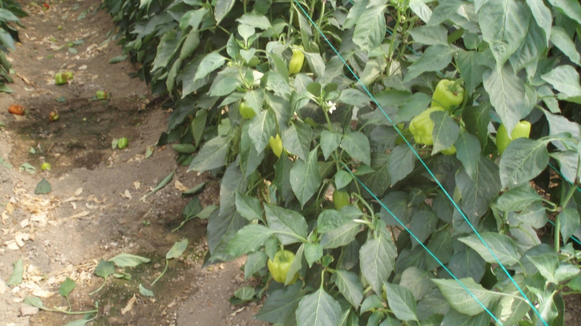 Του πήραν τα λαχανικά, του έκλεψαν και τις... καρέκλες!