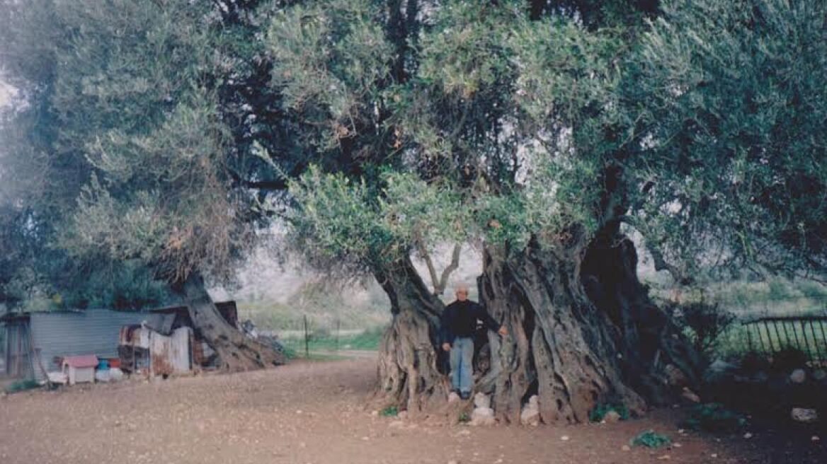 Κουρής: Αγαπητοί συνάδελφοι της NASA έχετε κάνει λάθος, η δική μας ελιά είναι μεγαλύτερη 