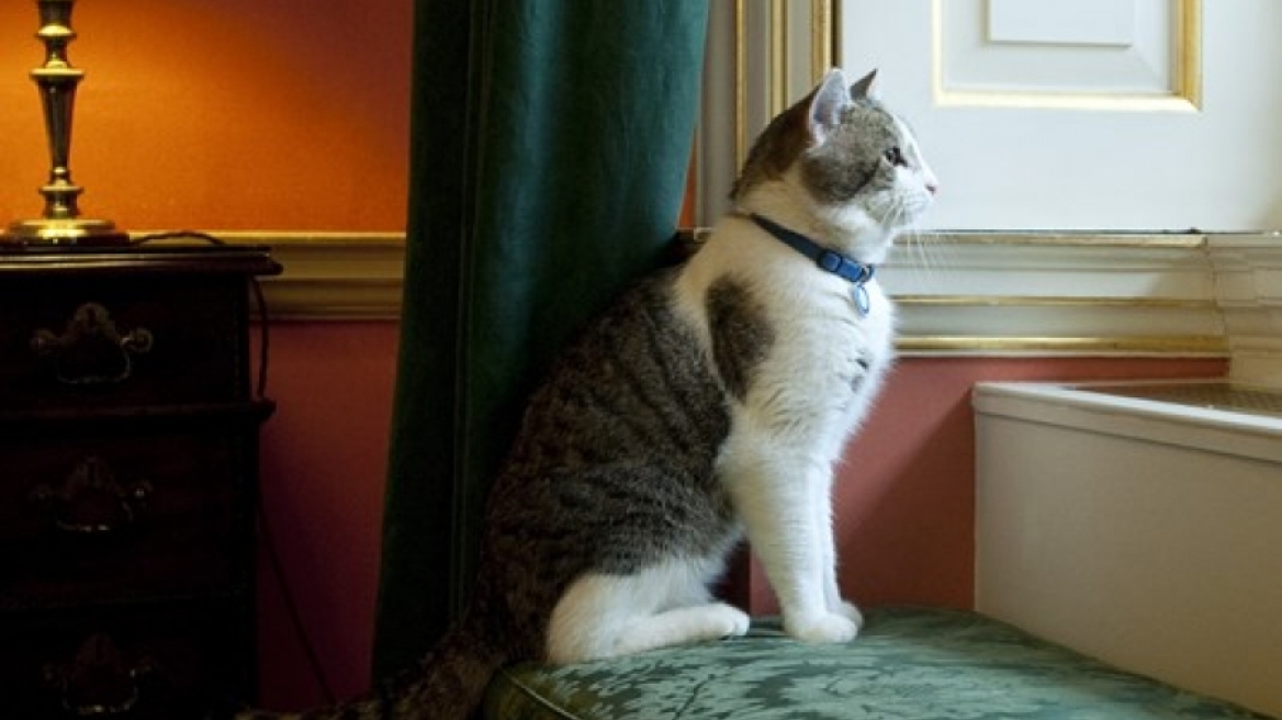 Ποιος είναι ο Λάρι; Η συναρπαστική ιστορία του μόνιμου ενοίκου της Ντάουνινγκ Στριτ