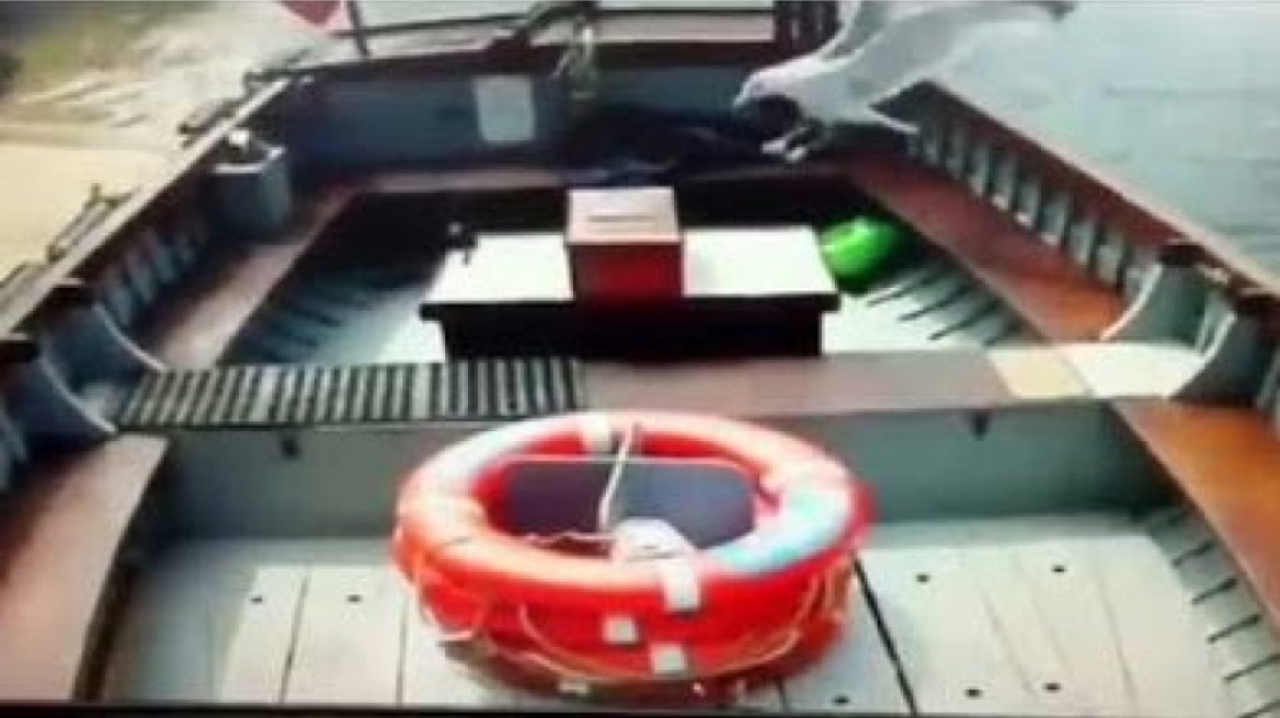 Κλέφτης γλάρος έκλεψε τσάντα με μετρητά