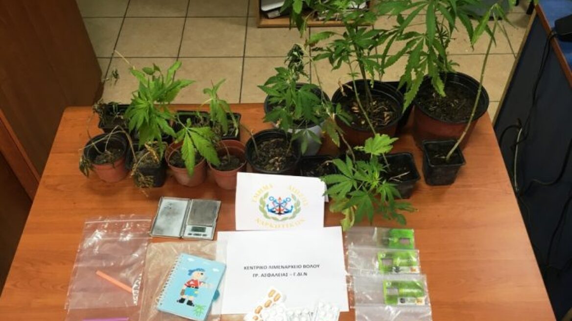 Βόλος: Βρέθηκε χασισοφυτεία αλλά όχι και οι καλλιεργητές