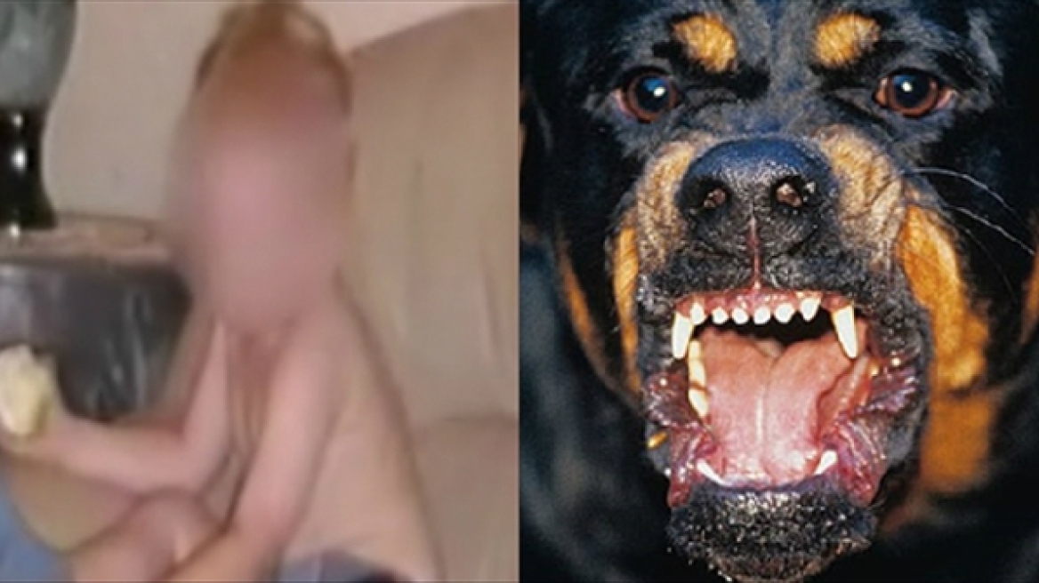 «Σφάζονται» για την πιθανή αποζημίωση οι γονείς του 5χρονου που κατασπάραξαν τα ροτβάιλερ