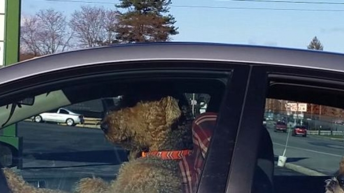 Δείτε τι κάνει αυτός ο σκύλος όταν βαριέται μέσα στο αυτοκίνητο (VIDEO)
