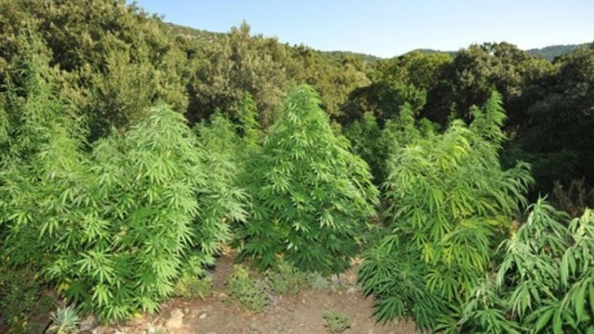 Ανάμεσα στα καλαμπόκια καλλιεργούσαν χασισόδεντρα 