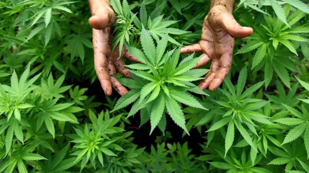 Χασισοφυτεία… γαλλικών προδιαγραφών στο Ρέθυμνο!