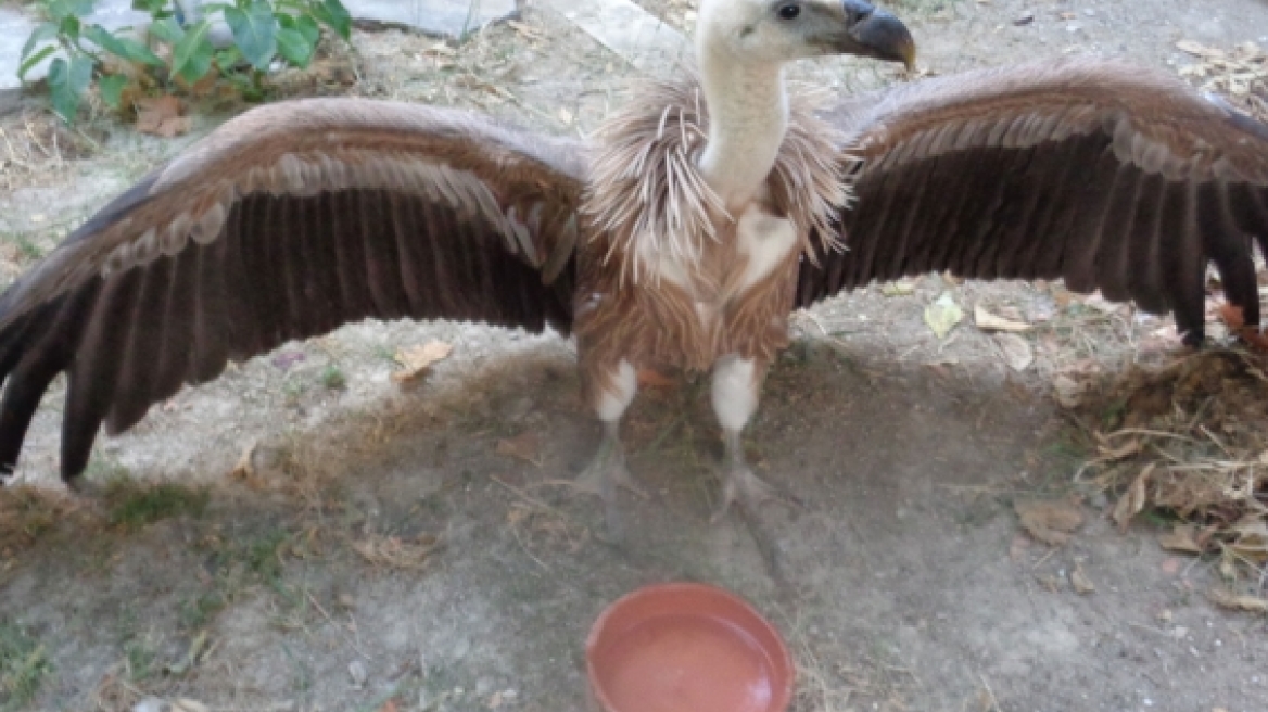 Κρήτη: Γύπας... προσγειώθηκε στην Άρβη Ηρακλείου