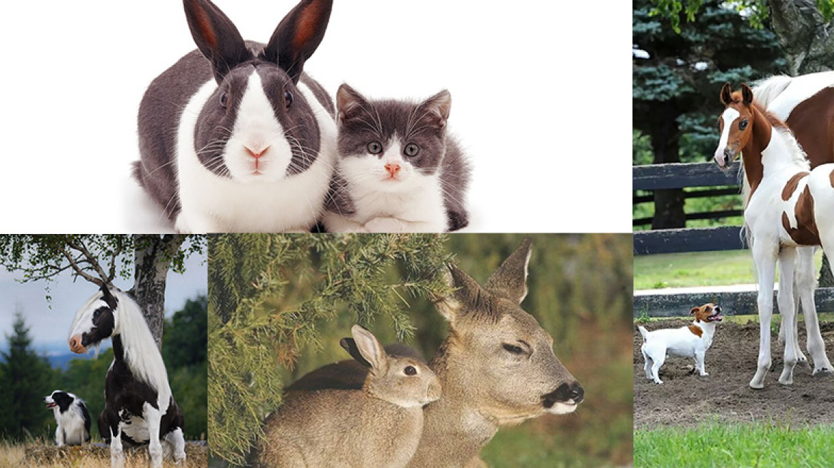 10 ζωάκια ξένα αλλά τόσο όμοια