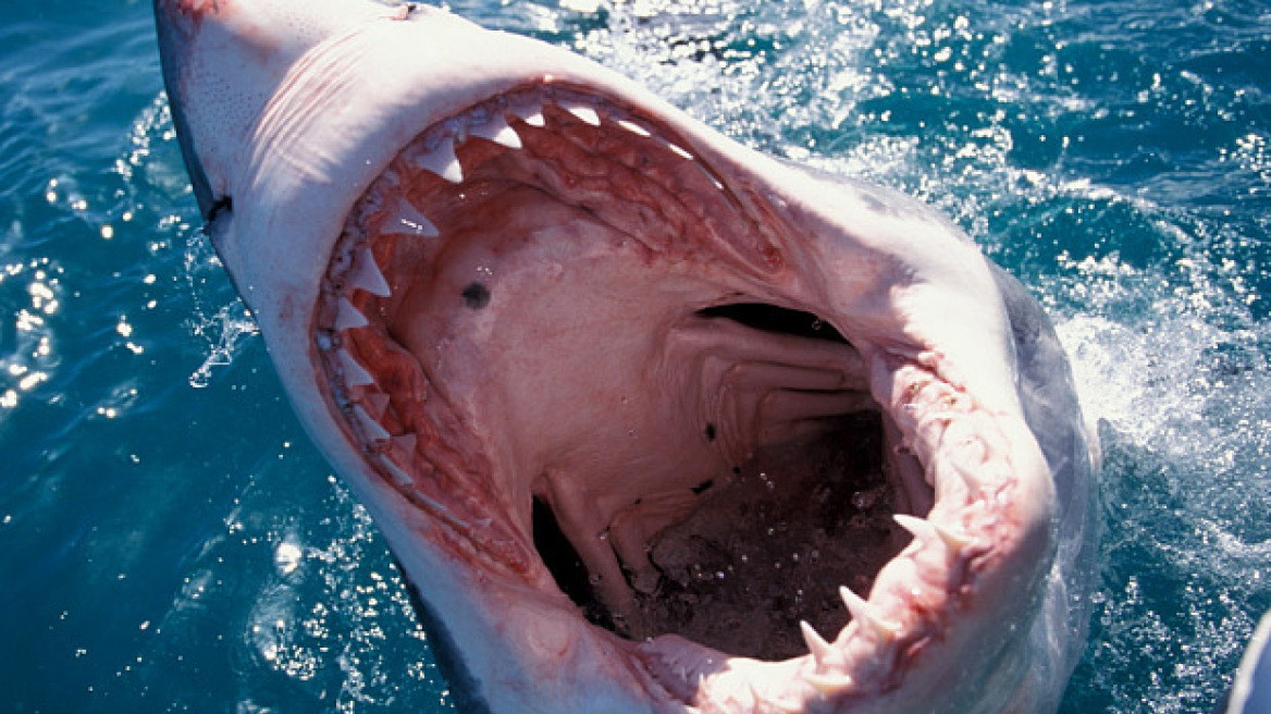 Σκληρές εικόνες: Πήγε για ψάρεμα και κατέληξε στο στόμα ενός καρχαρία!