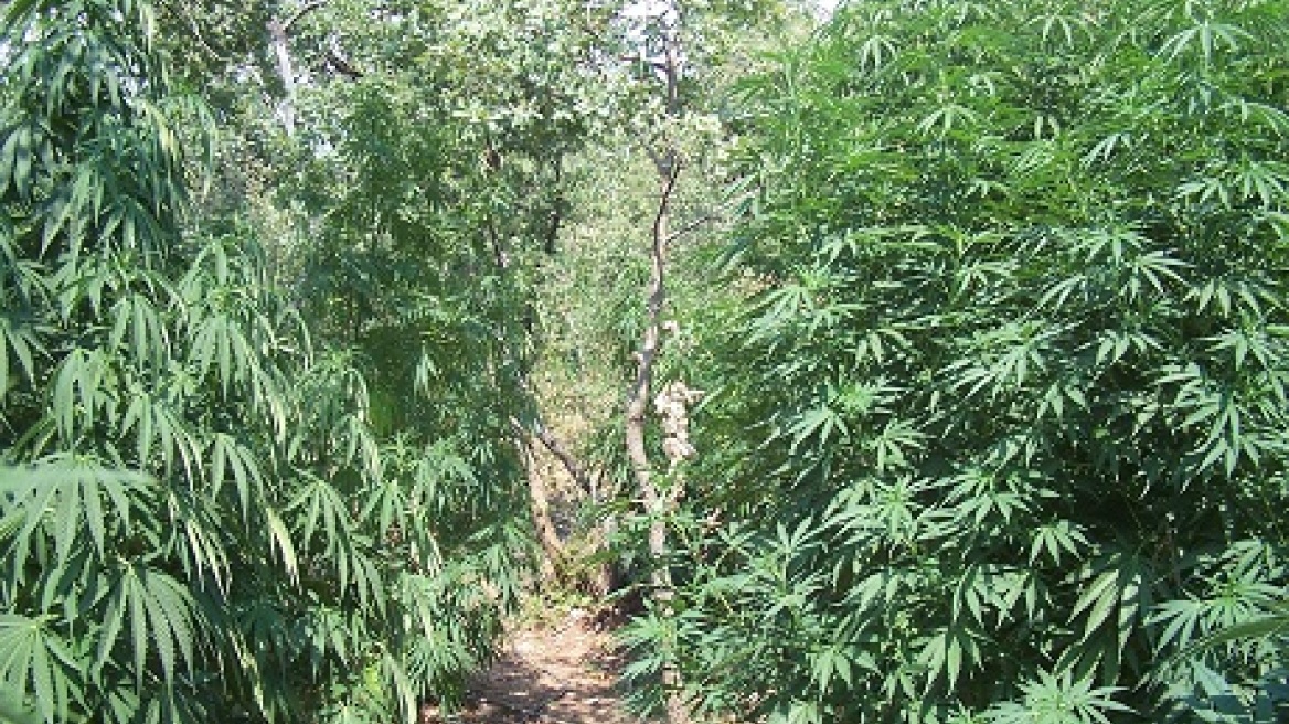 Φυτεία με 414 χασισόδεντρα βρέθηκε στη Μεγαλόπολη