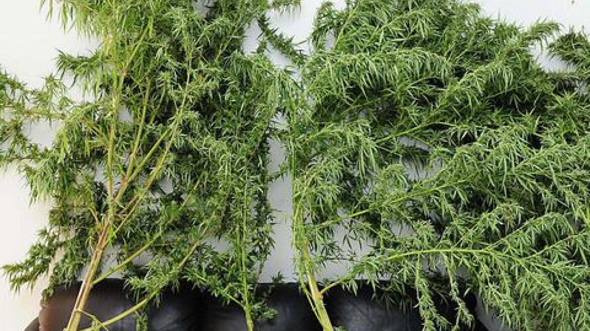 Λακωνία: Εντοπίστηκε φυτεία με δεκάδες δενδρύλλια κάνναβης